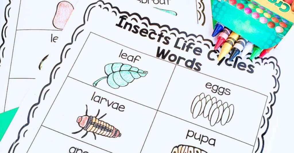 Insect life cycle vocabulary anchor chart with words leaf, eggs, larvae, and pupa colored in and crayons