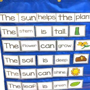 Pocket chart featuring 6 sentences about the plant life cycle